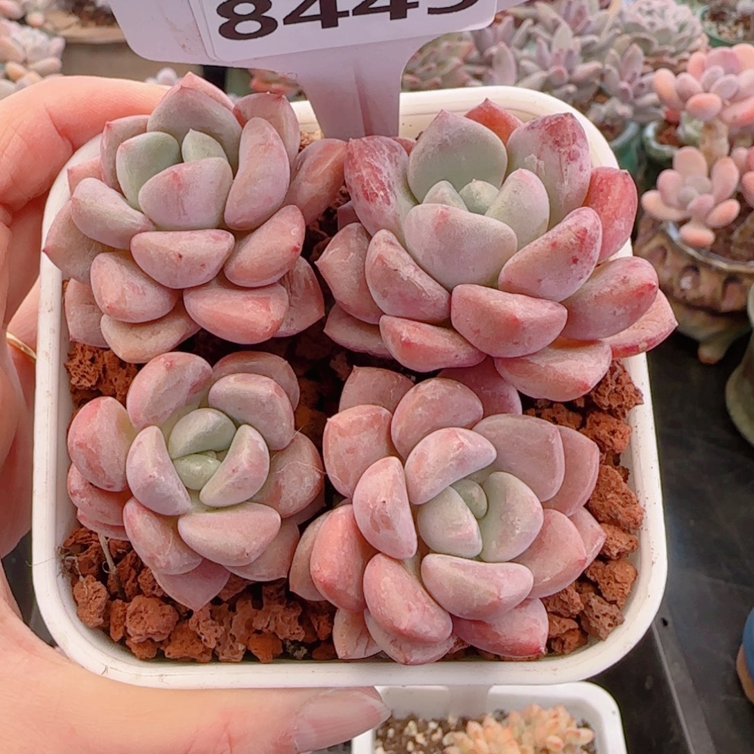 多肉植物8449…………