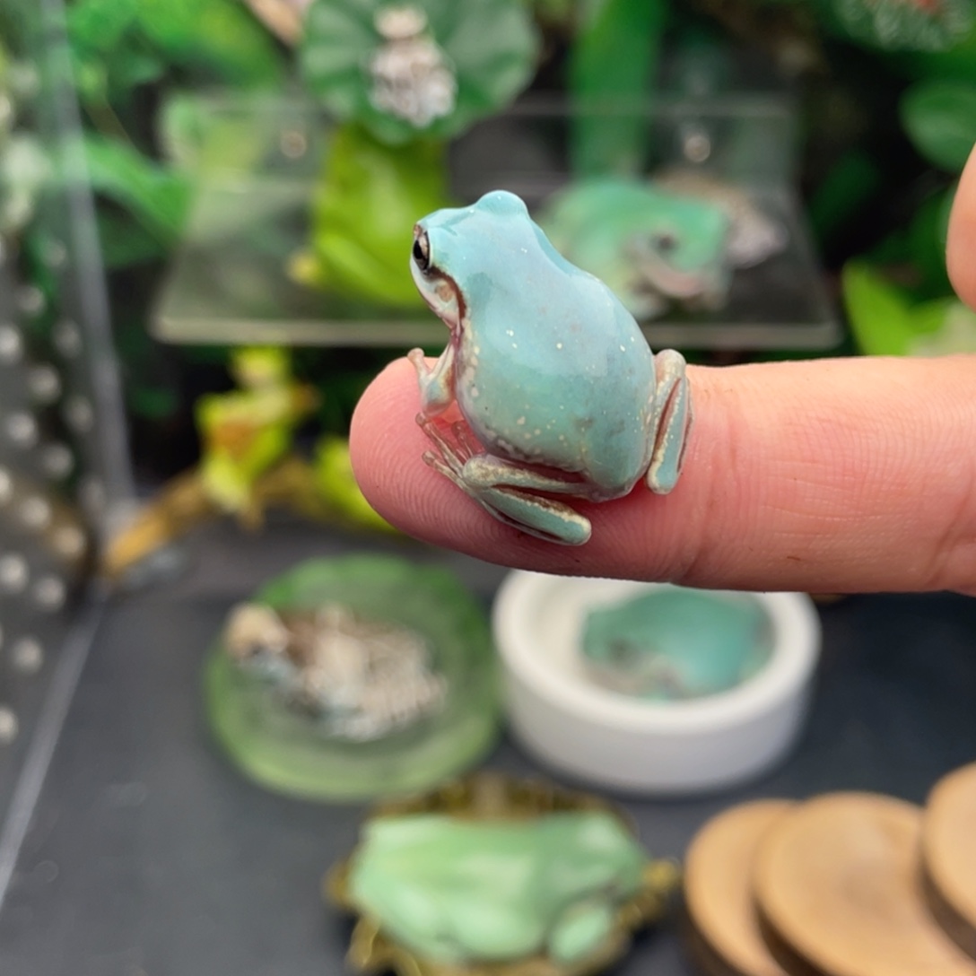 老爷树蛙4号白蓝雪花