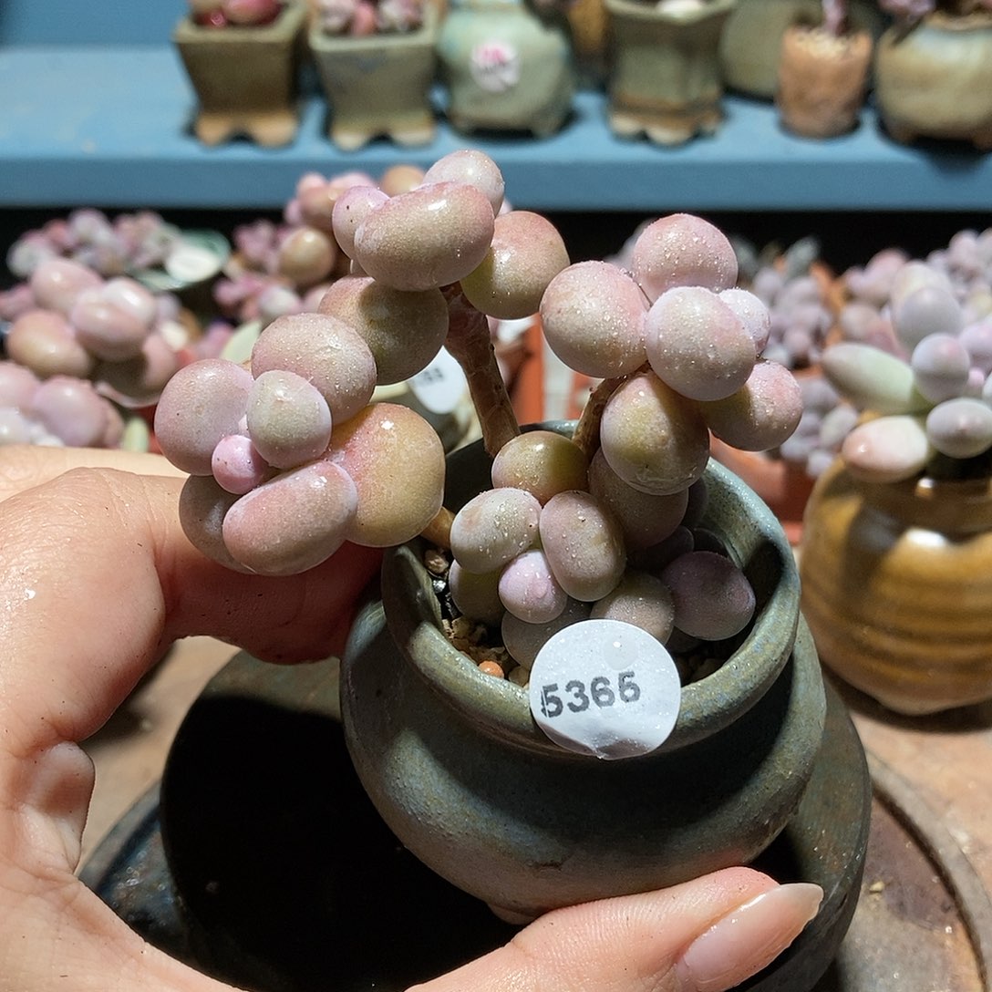 5365糖果腰子蛋带盆土