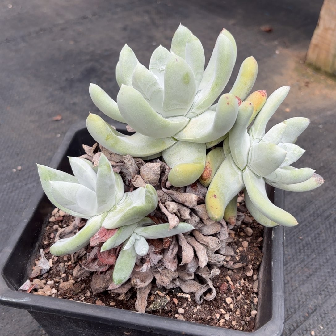 4头老桩拇指，仙女杯多肉