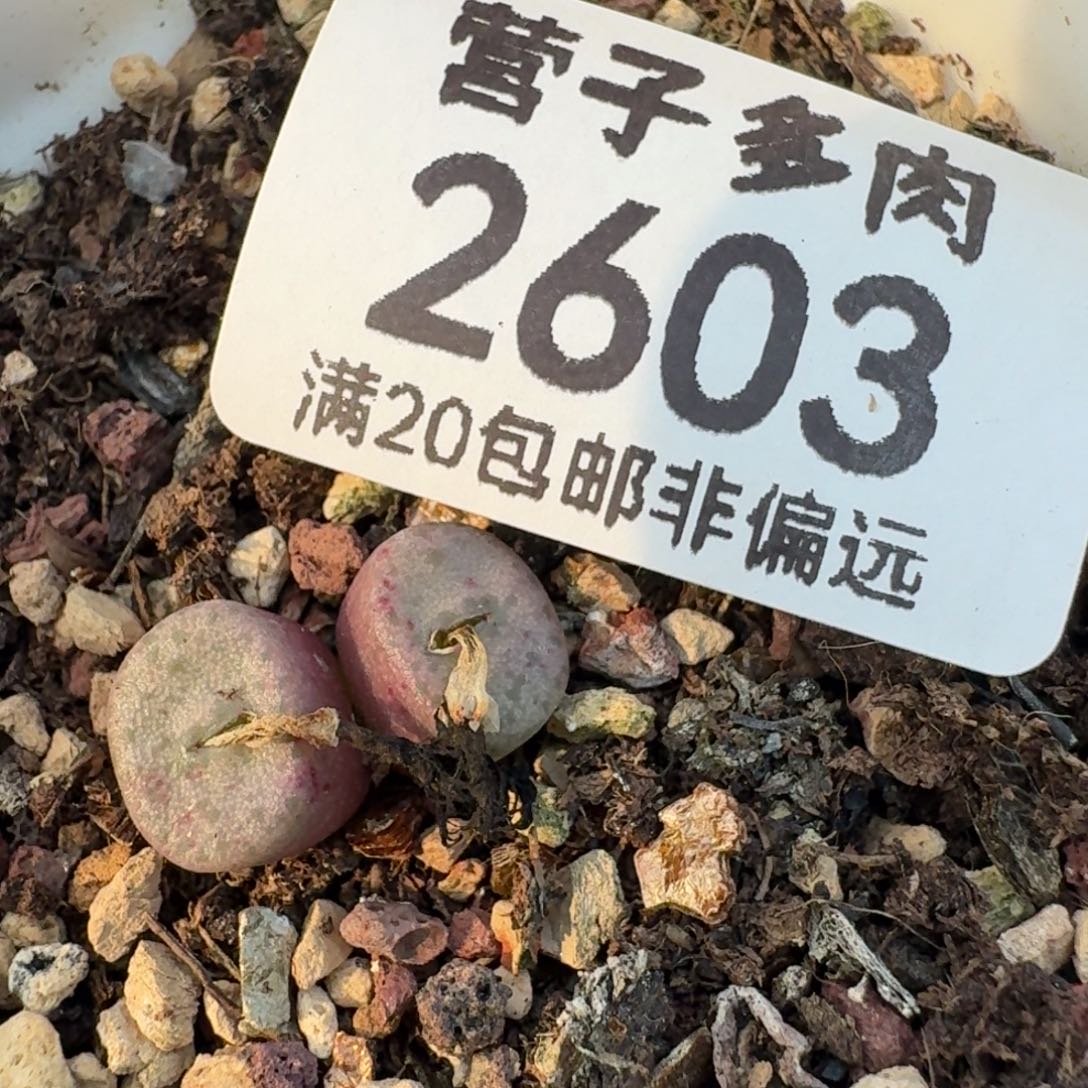 F纽扣脱土。        双头。 
