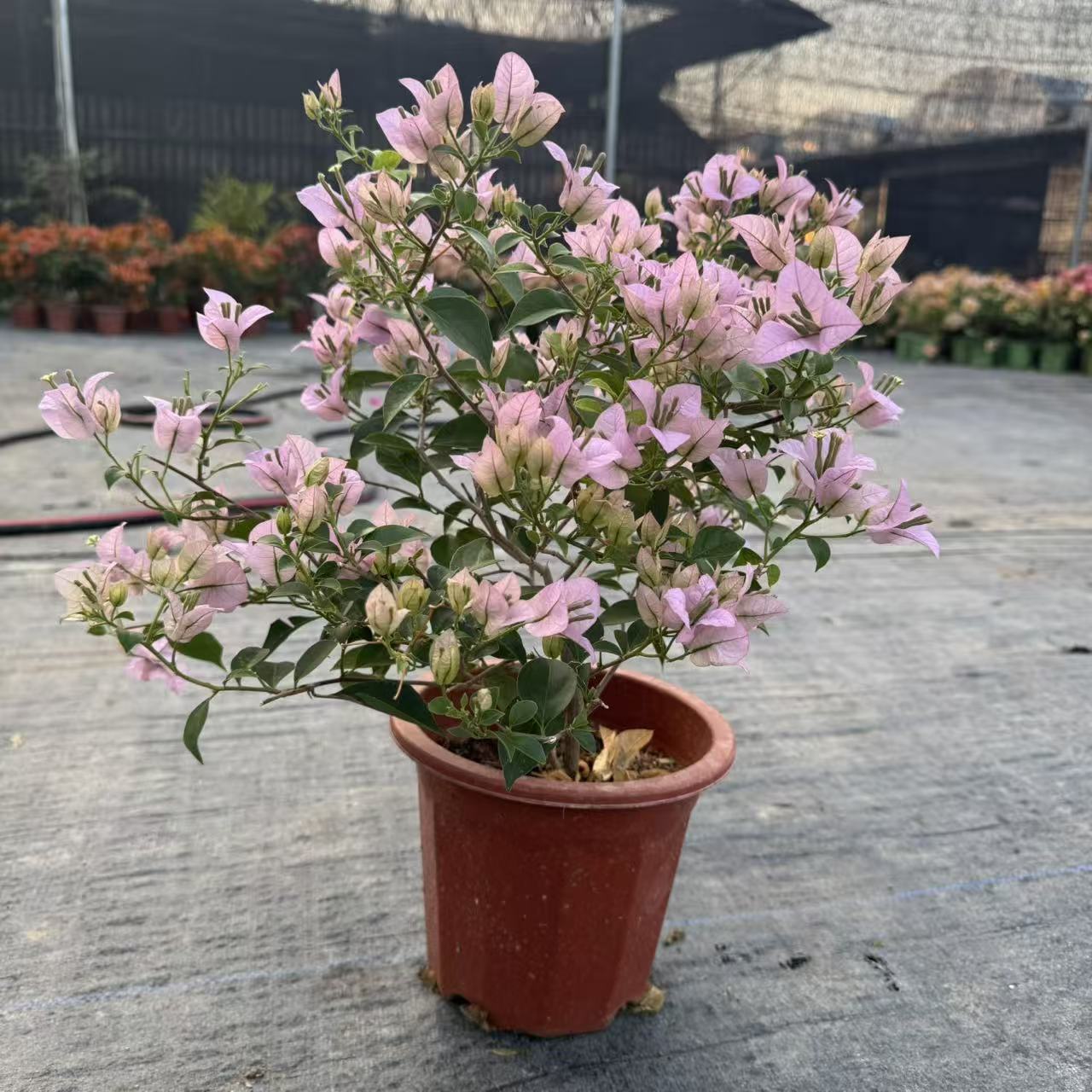 【苹果花】伊娃系列粉紫色超勤花三角梅新手易养原盆