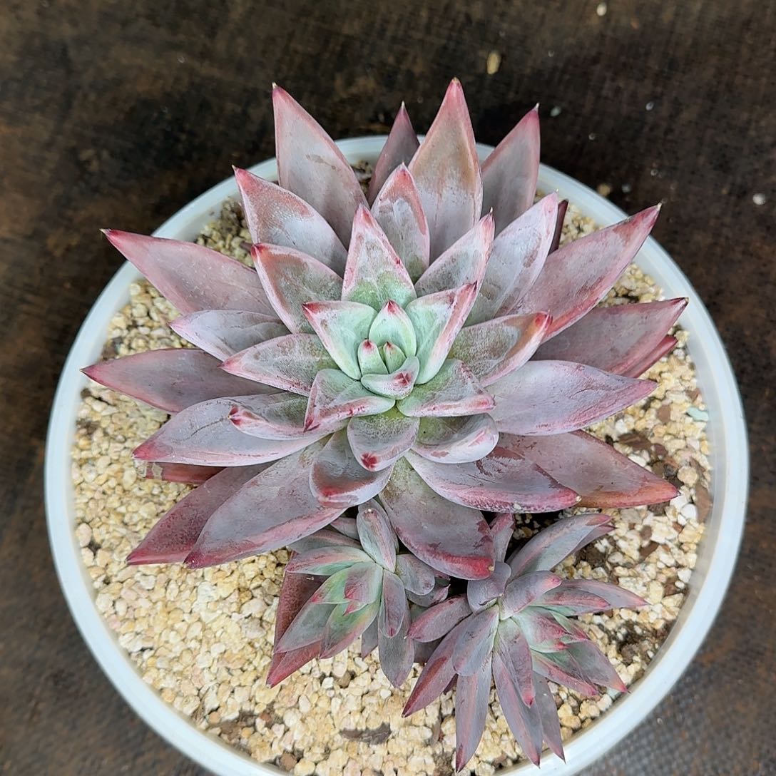 圣徒多肉植物一颗老桩