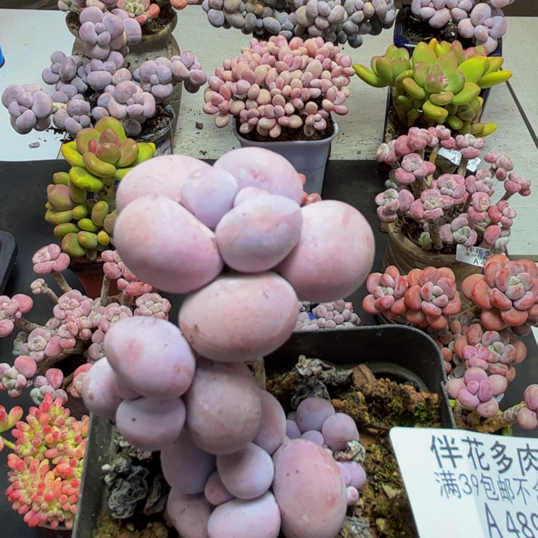 489芭比奶酪3cm多肉植物