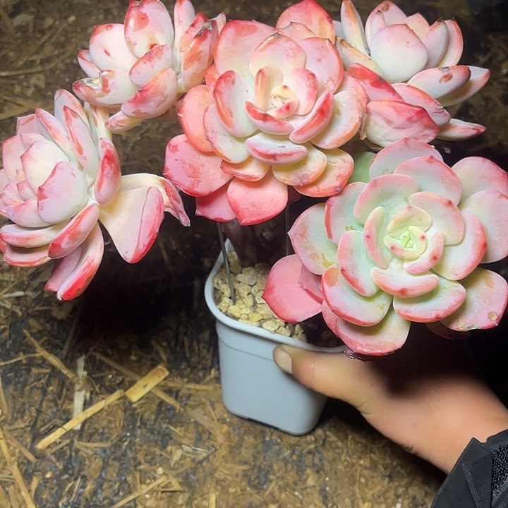 多肉植物白月光朵朵