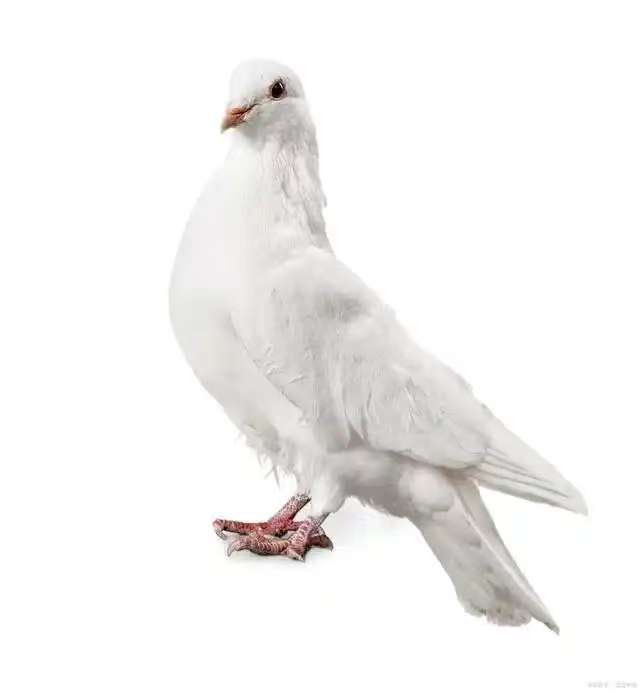 【京东包邮】新鲜现杀散养农家土鸽子生态喂养