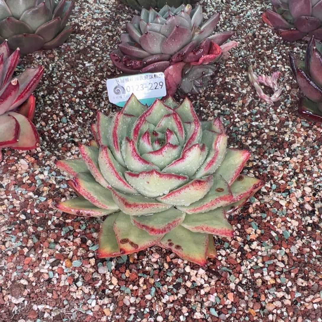 从前慢多肉精选编号0123.229