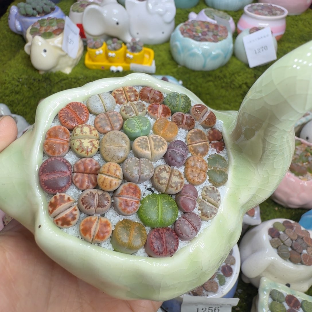 多肉植物的福利1332