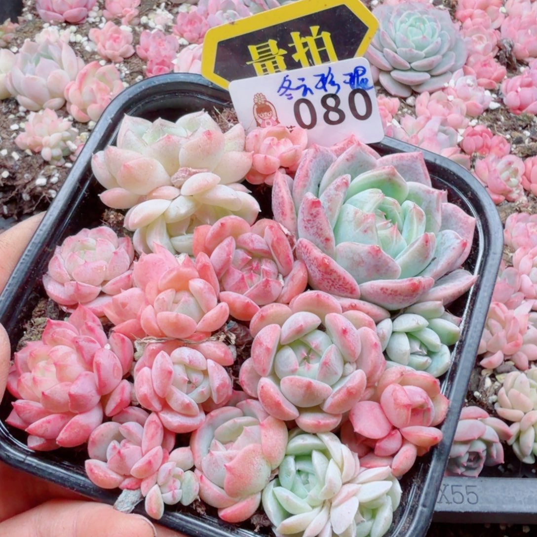 多肉植物多肉植物