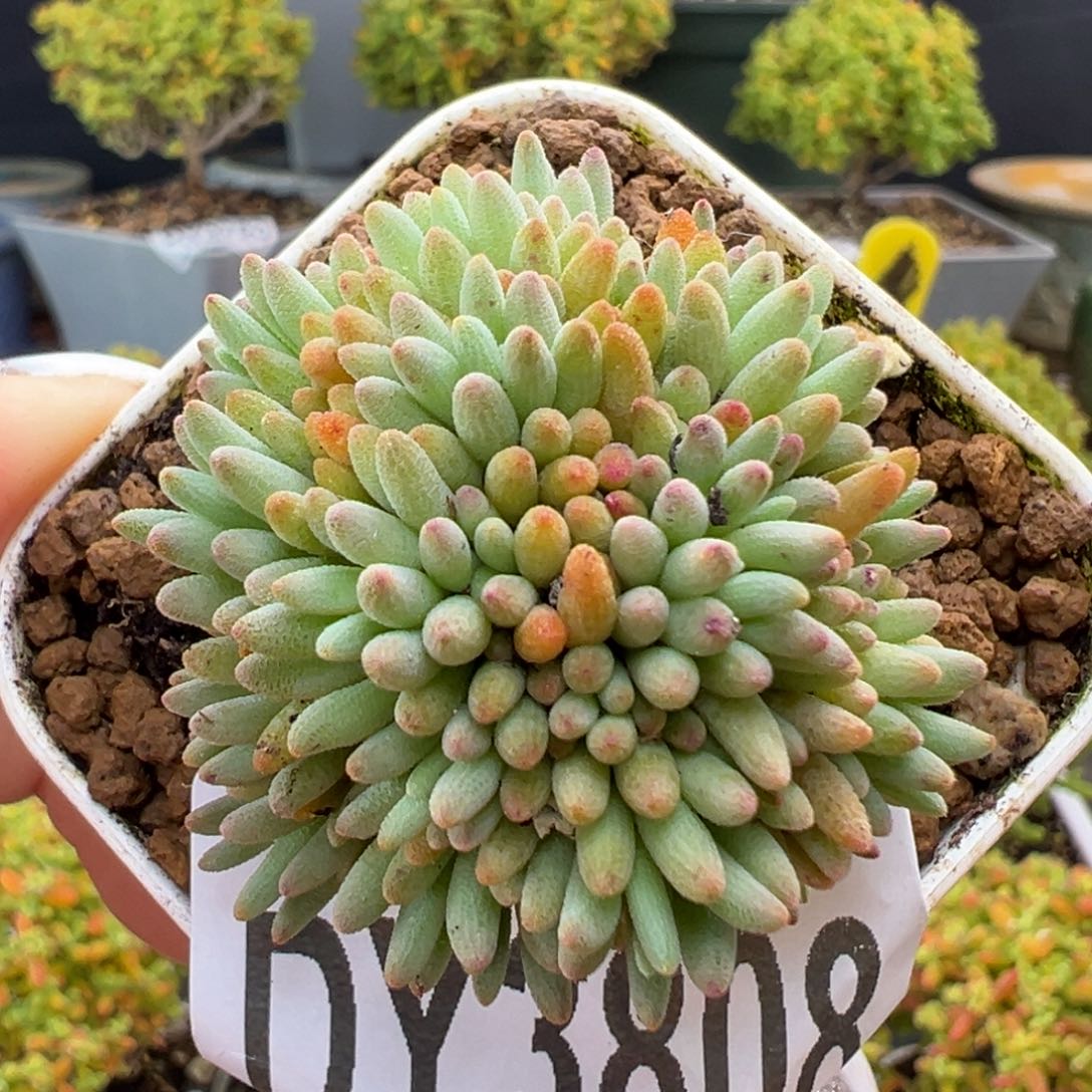 dy3808晶珊瑚冠幅3.5cm