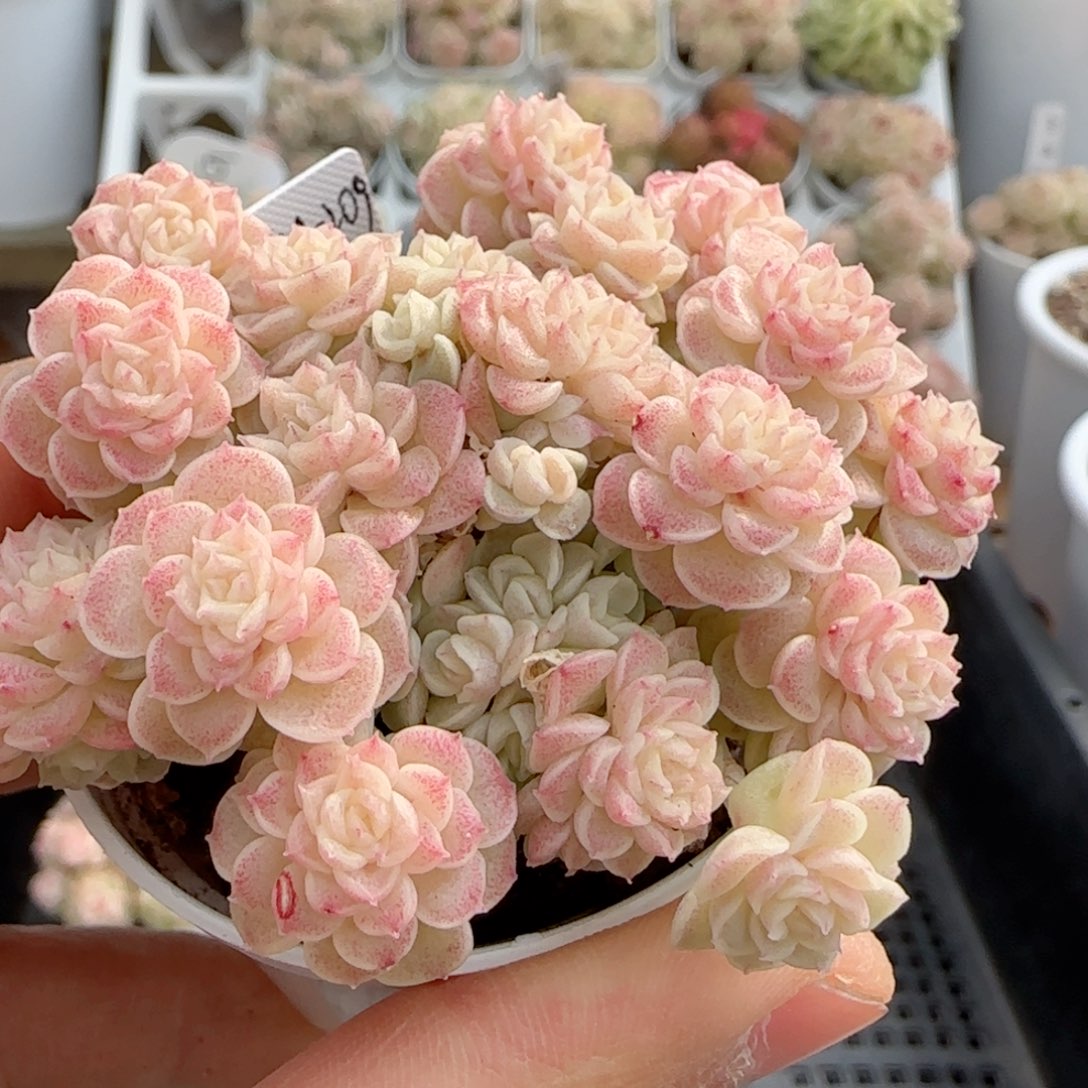 大**哥【闪购商品】0122-52（fm-209）