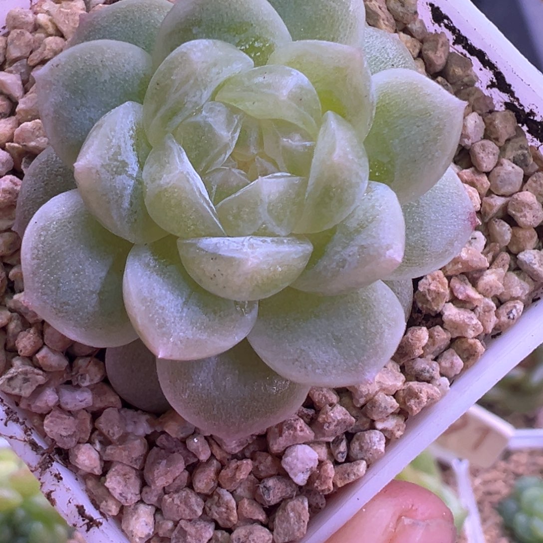 814号白冰晗雨多肉植物