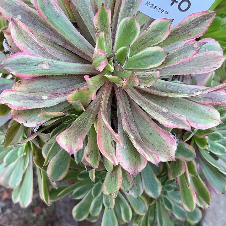 0446花脸粉黛多肉植物