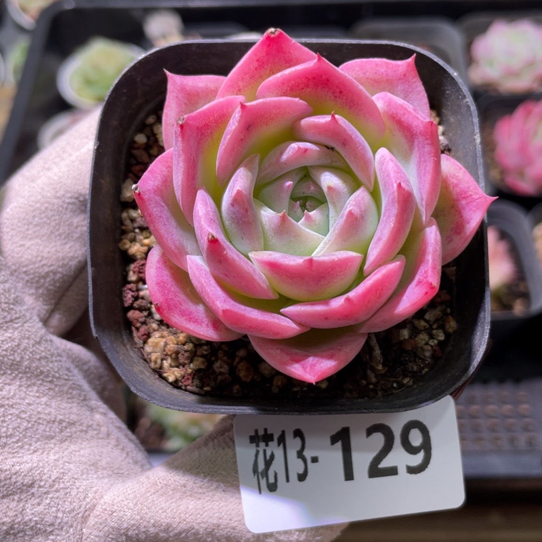 花利美13-129孤星
