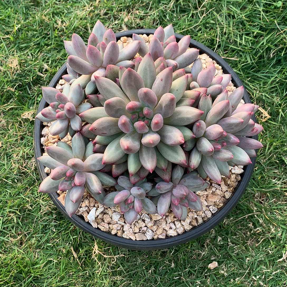 c***蕾哈哈哈哈哈哈哈哈哈哈哈