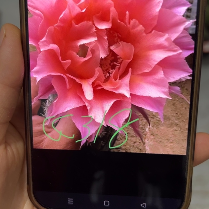 无花朵无根侧芽歪cc318