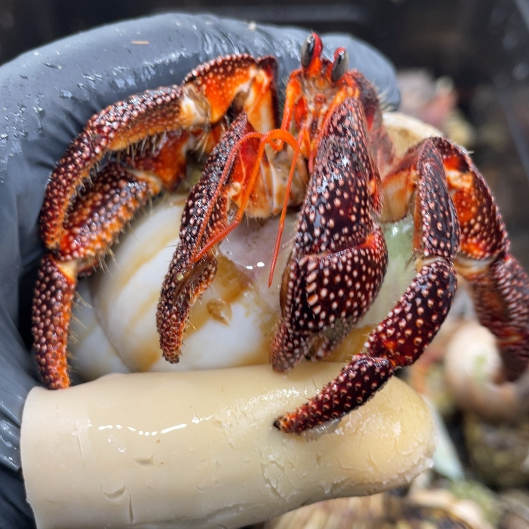 不退不换活体宠物53