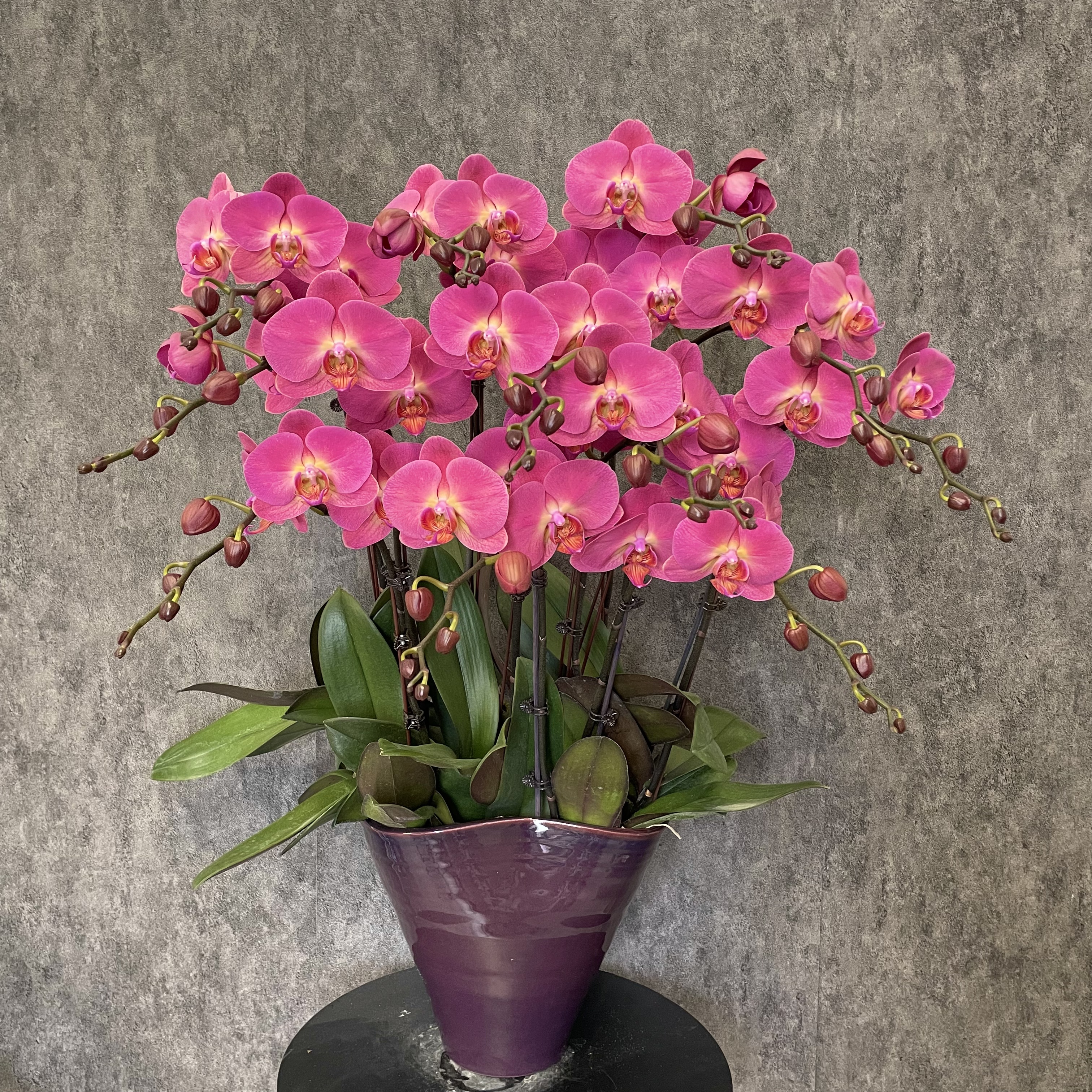 【红苹果-蝴蝶兰】意式风 现代轻奢 原木 欧式 室内高端鲜花 送礼