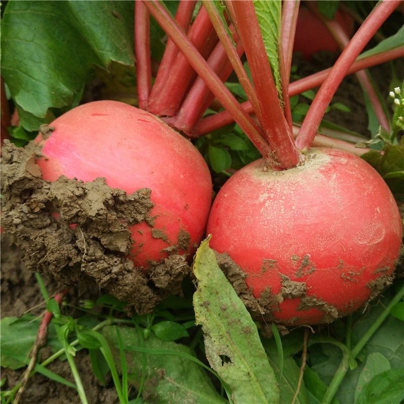 5斤红皮萝卜新鲜湖北农家自种红萝卜红皮白肉泡菜胭脂嫩萝卜现拔