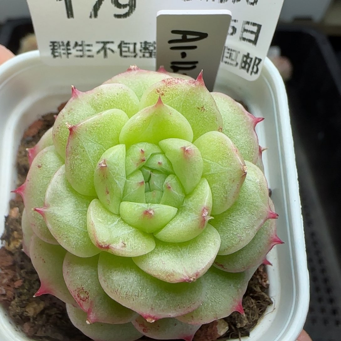 0205-179（A1-12-1）