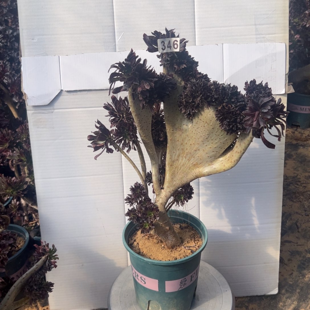 有伤黑缀346高37