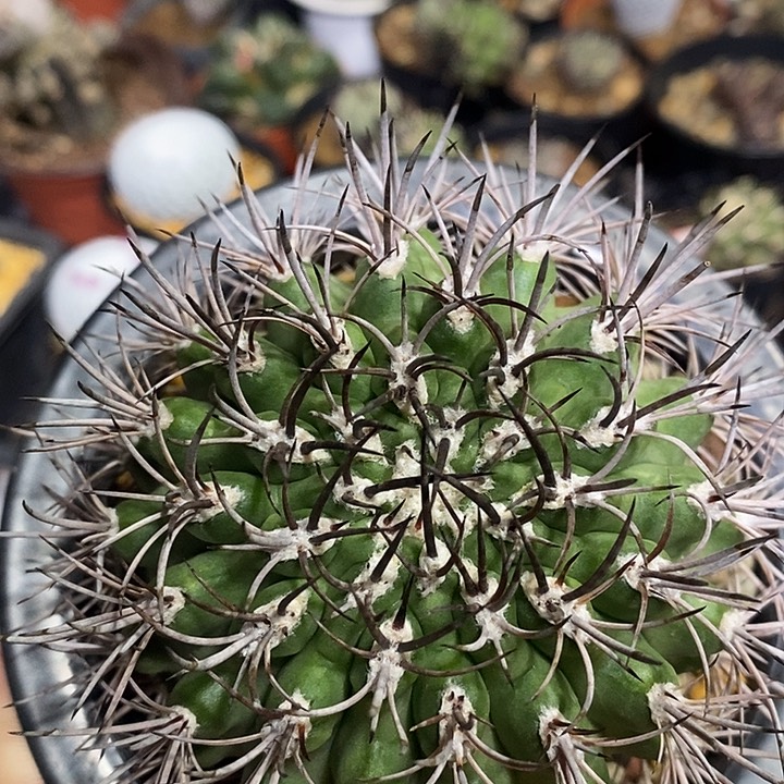 自根逆豹仙人球专拍