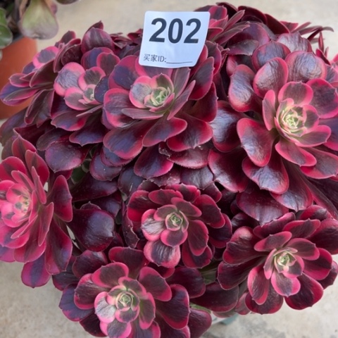 202凤冠25厘米左右