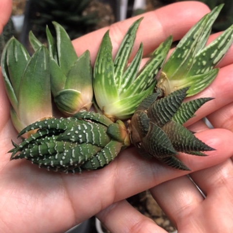 天使白折瑞鹤白马硬叶6颗一起发货