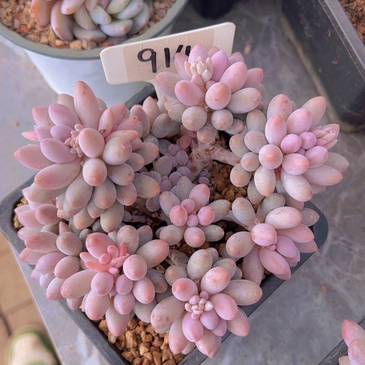 健健康康平平安安