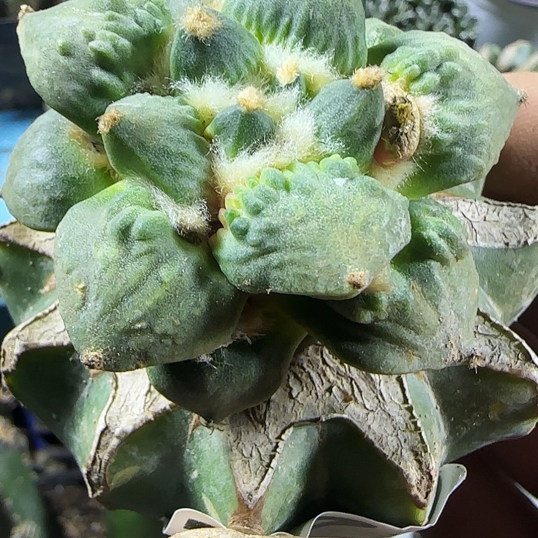 怒涛772仙人球开花