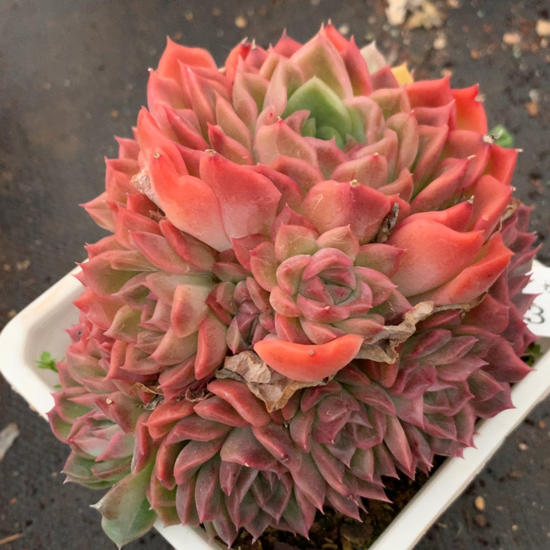 3788杂交多肉植物