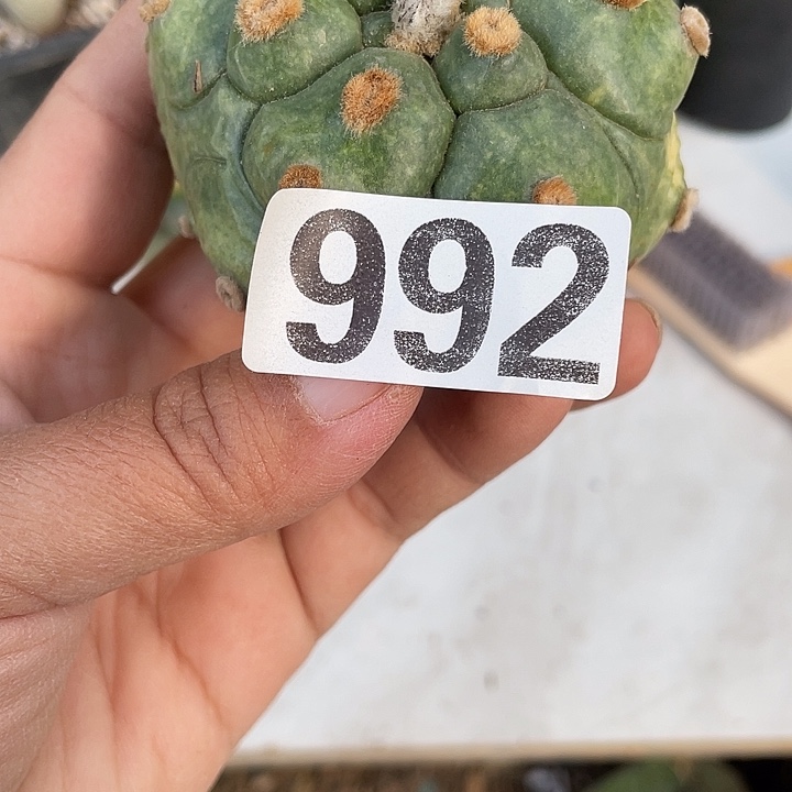 无根仙人球992号龟甲斗