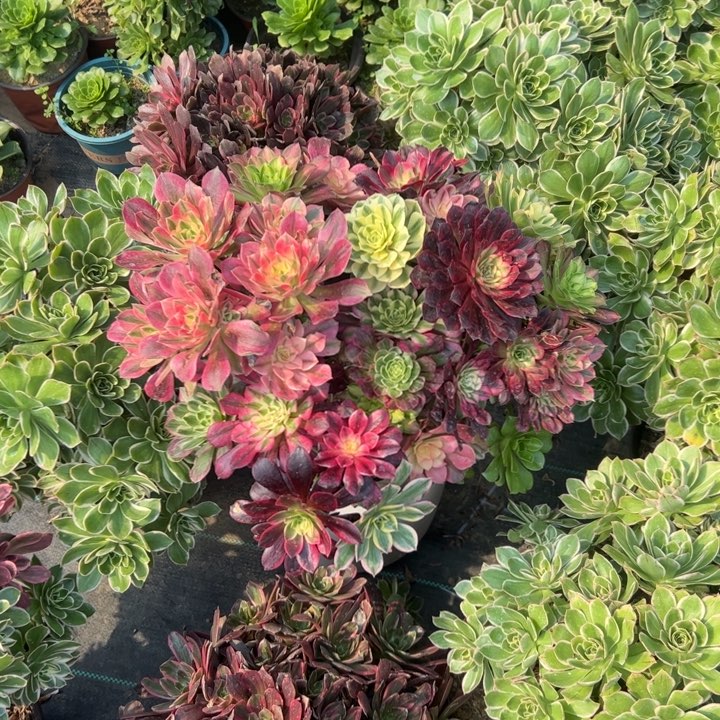 106嫁接多肉多肉多肉多肉