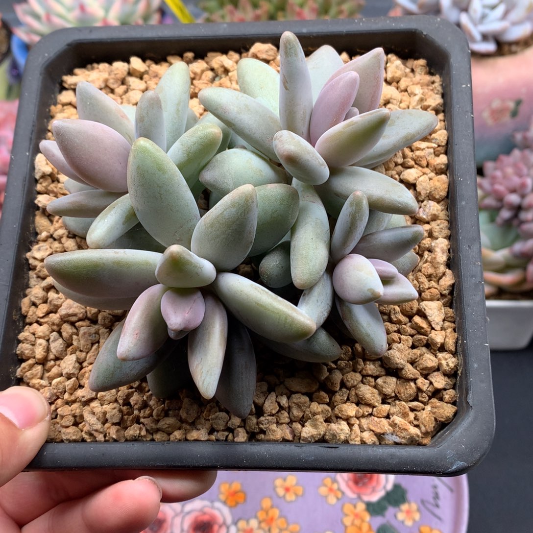 我们家的小宝贝们