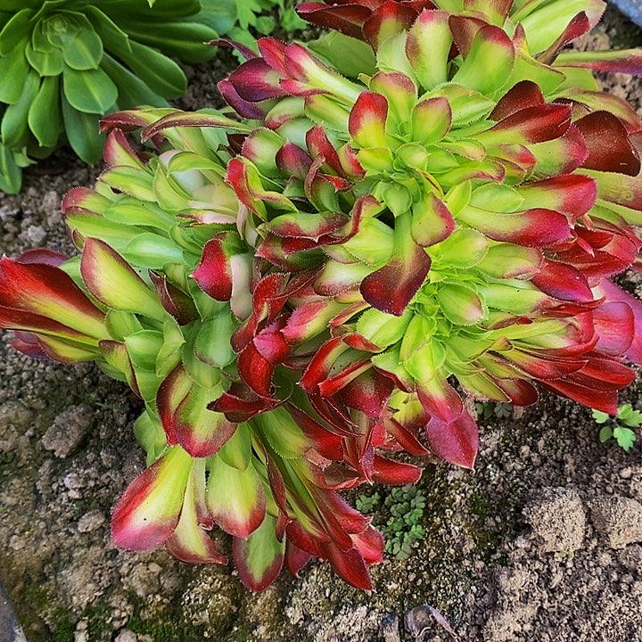 韶华花脸缀多肉植物