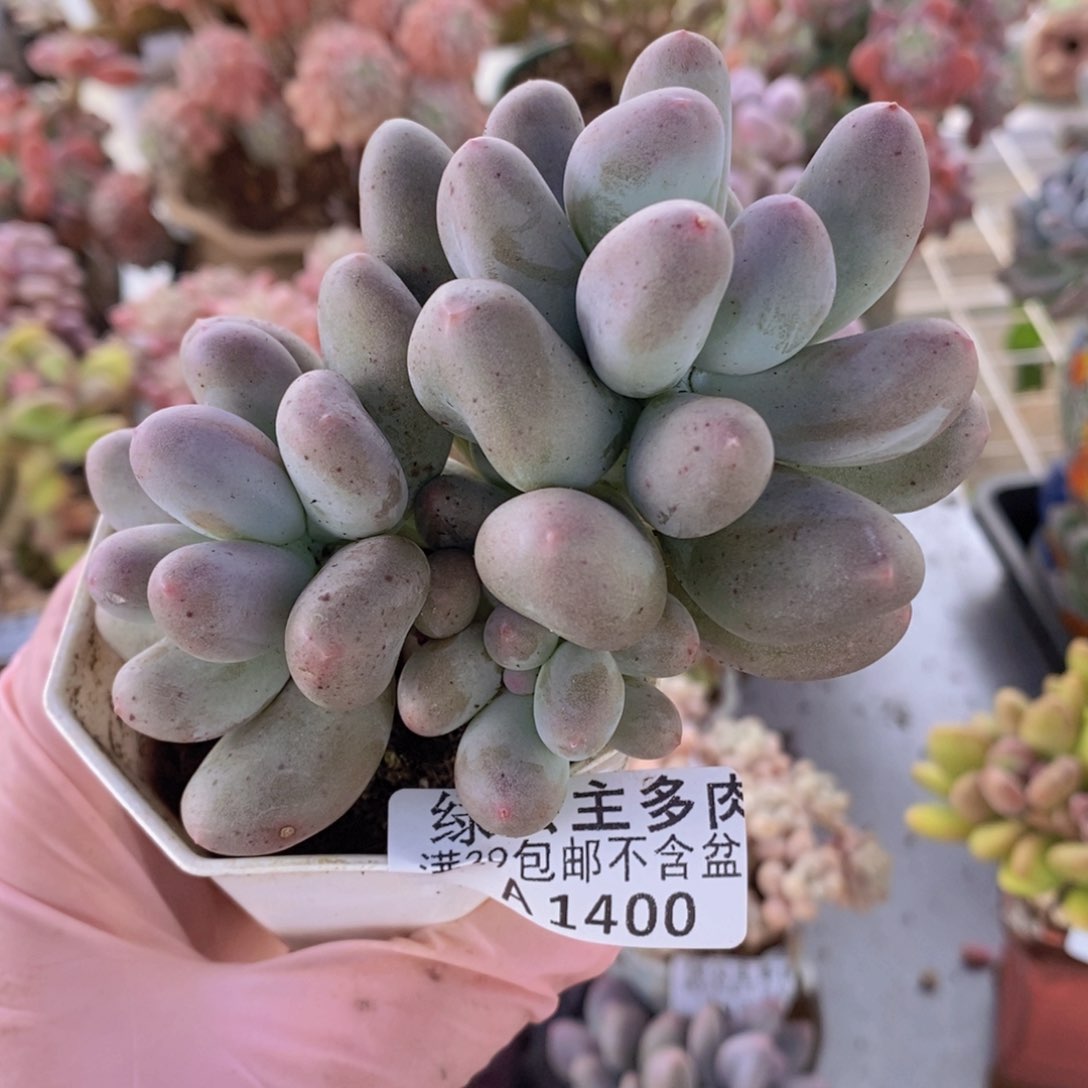 米可7cm1400多肉植物