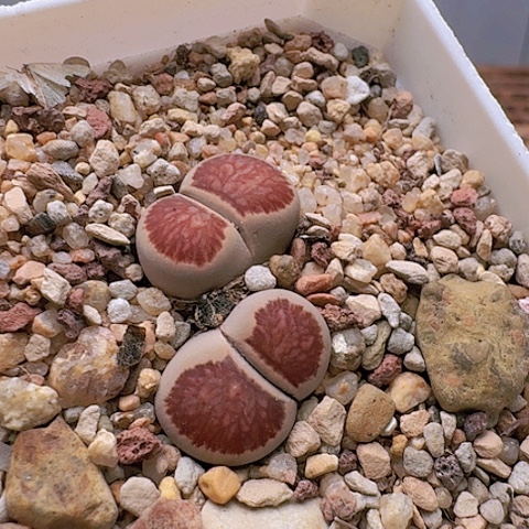 2025菊红窗菊花纹双头母本带盆