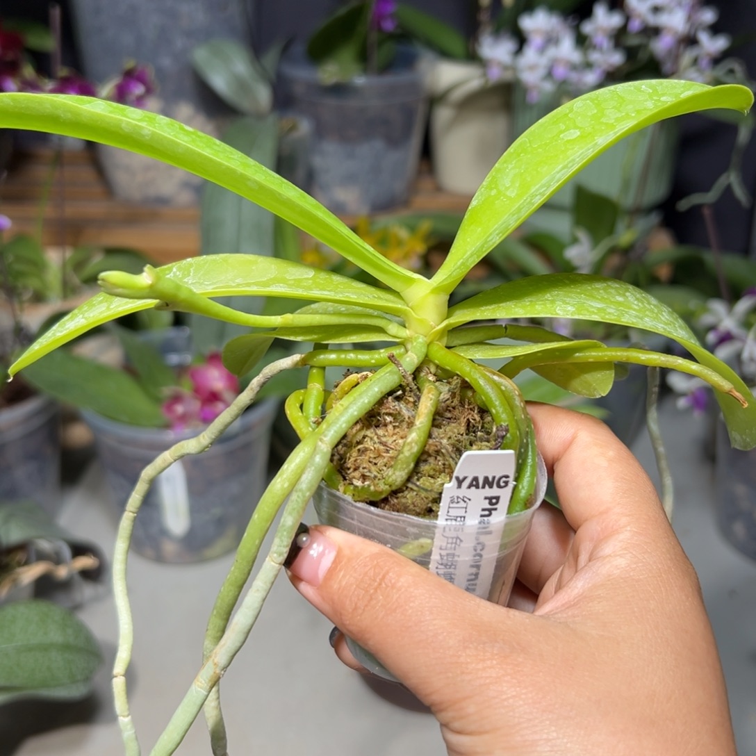 连***希大部分开放少量花苞