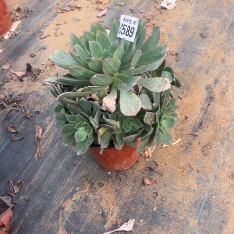 589粉仙桃不包断枝