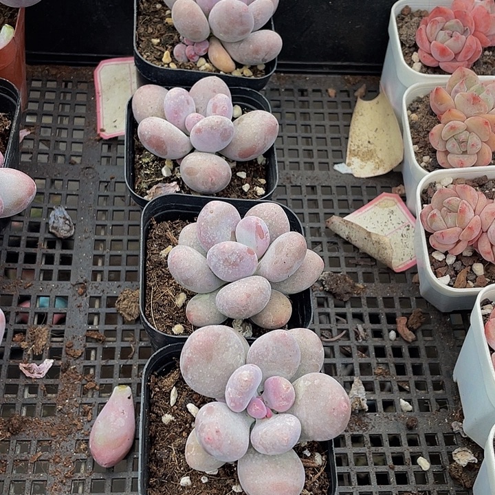 大奶酪带盆土发货