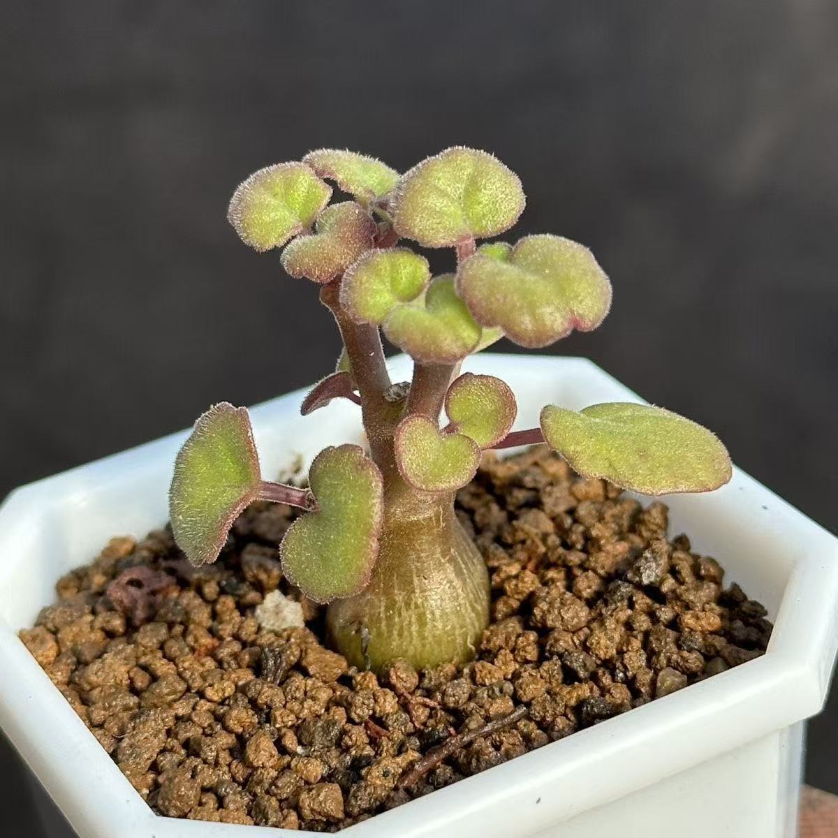 艾氏延命草多肉四季植物办公室阳台桌面老桩懒人新手好养耐寒耐热