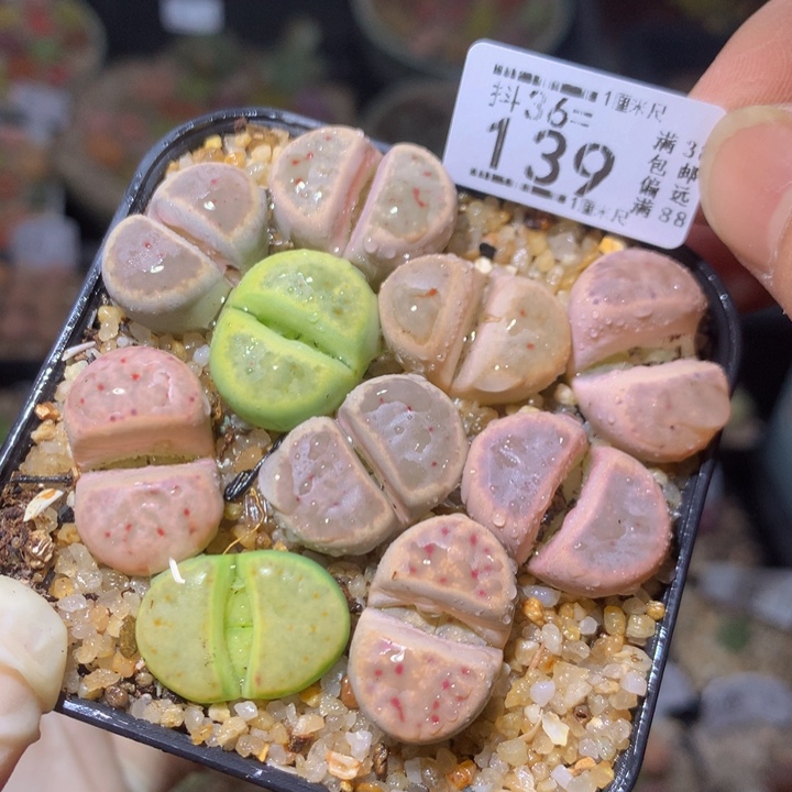 精品生石花36.139