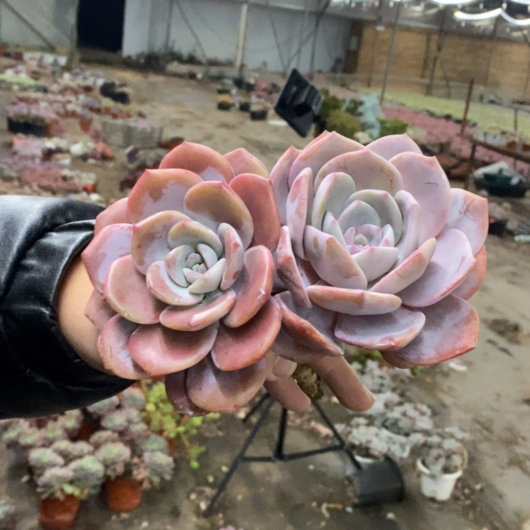 红茶大单头老桩两盆，120杯