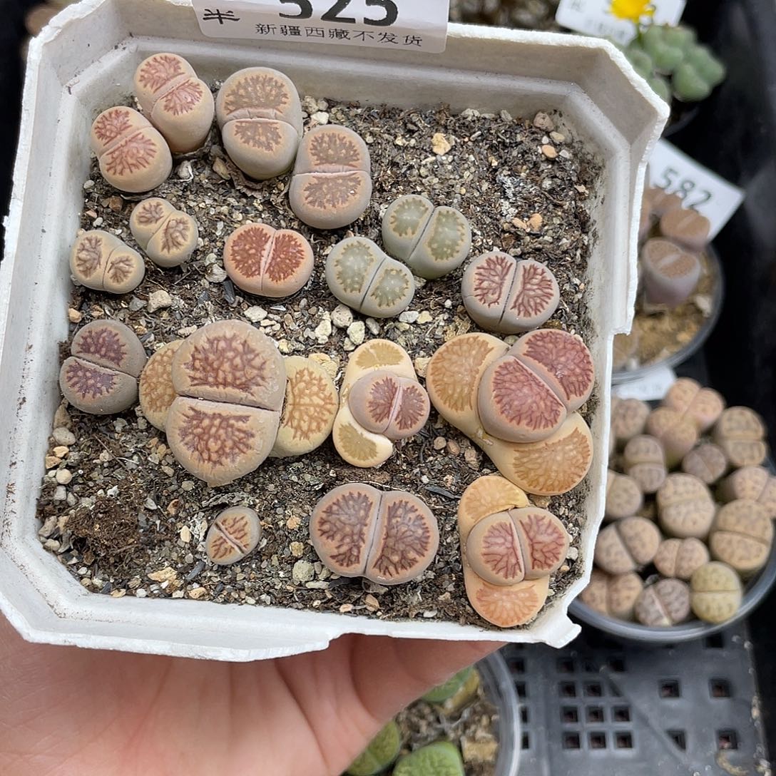 52500000花花花花花路啊花