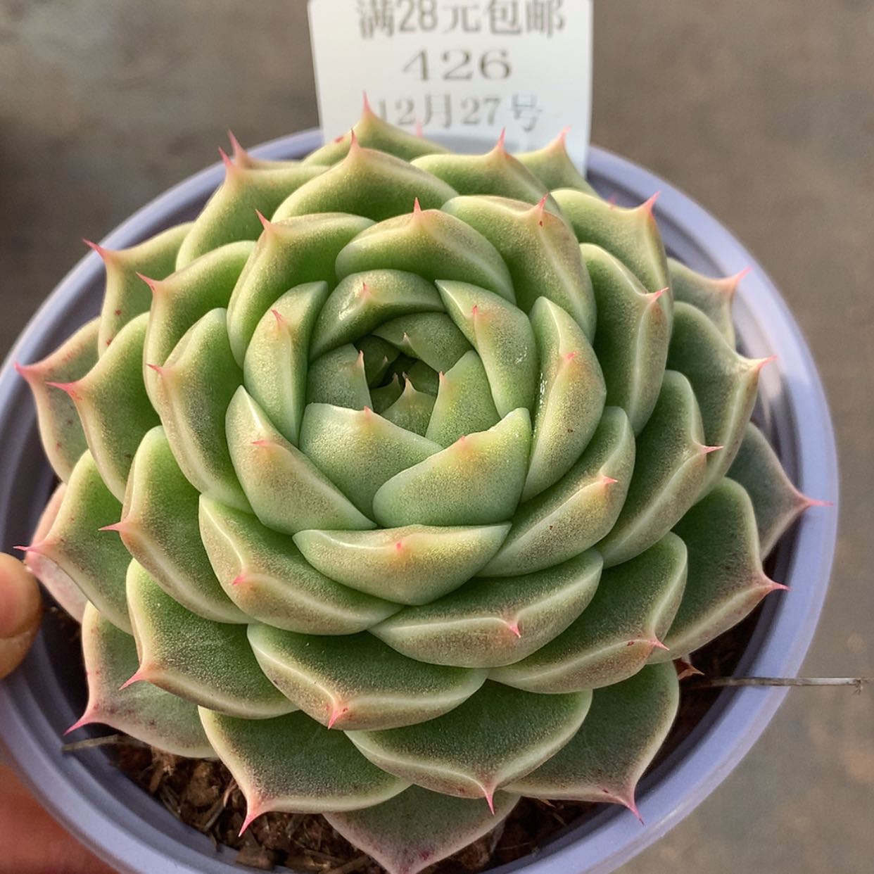 【闪购商品】云426号麦秆9厘米