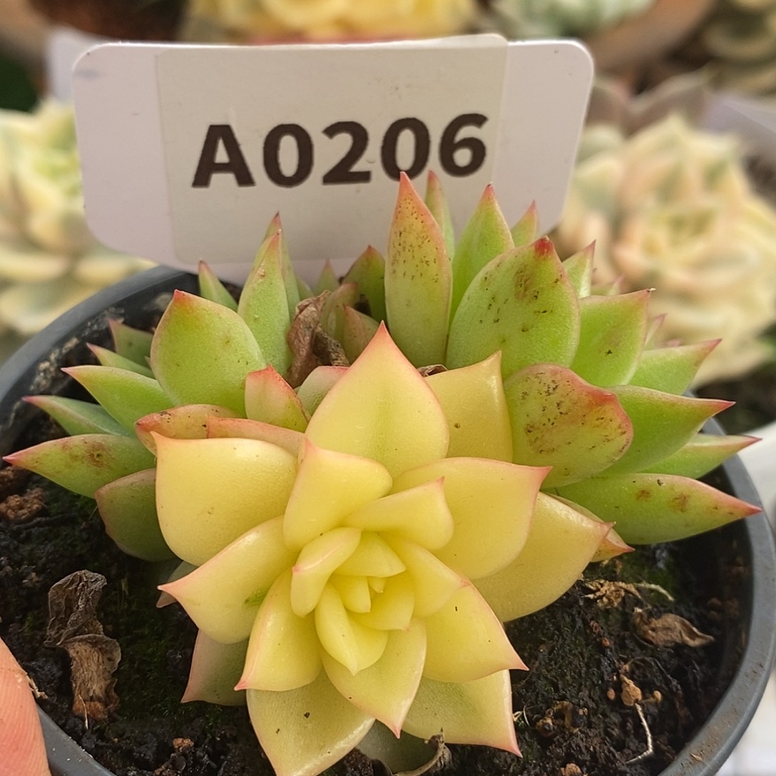 206阴阳哈哈哈哈哈