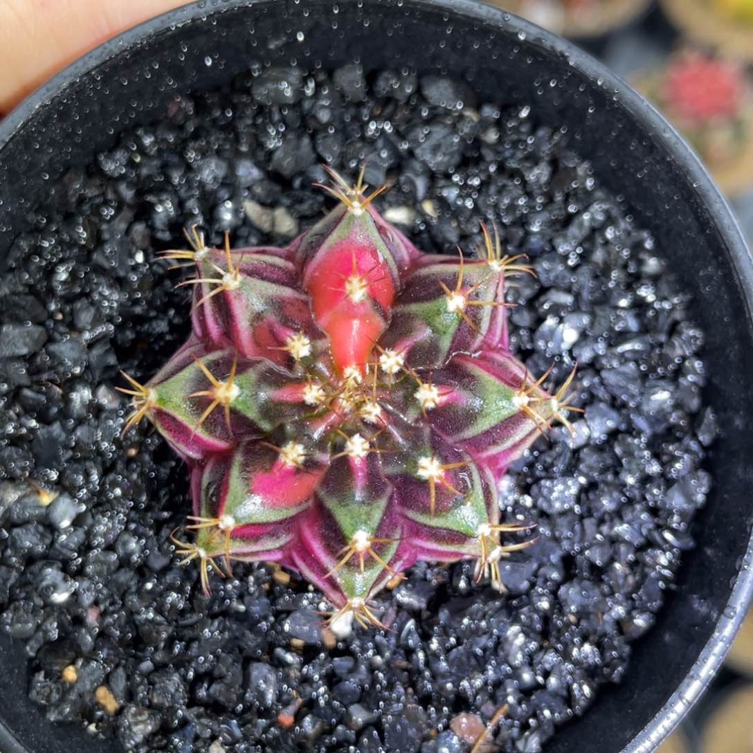 潜力股福利000000005