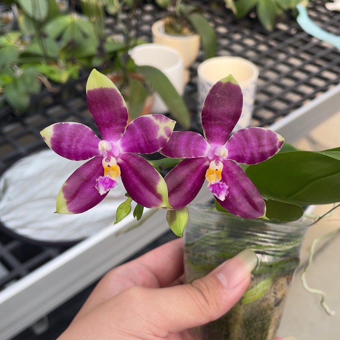 完全开放紫豹 开花株 27号