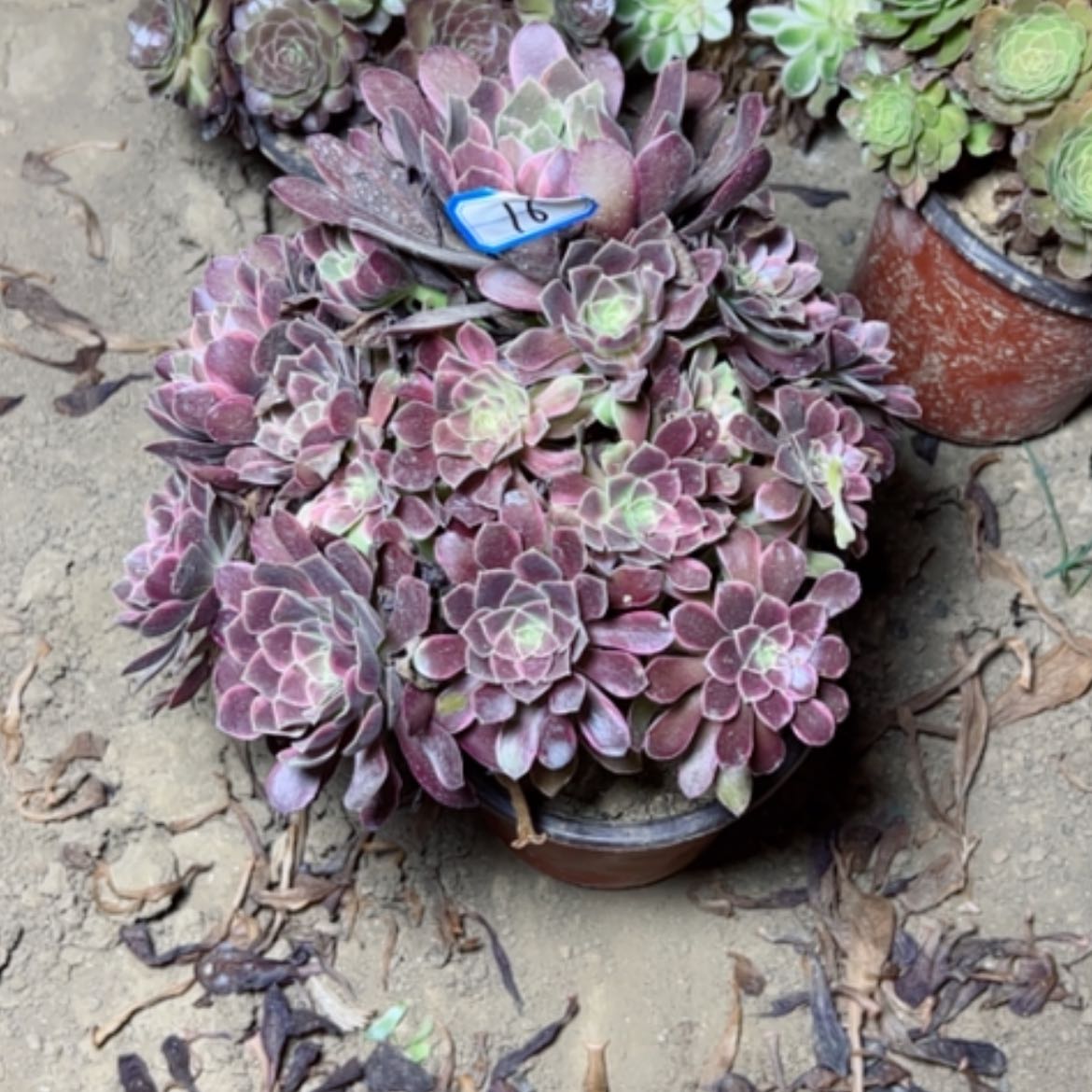 【闪购商品】多肉植物金丝16