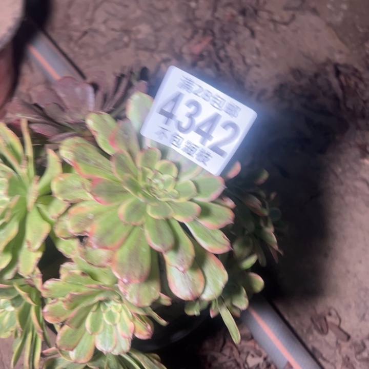 邪玫多肉植物法师